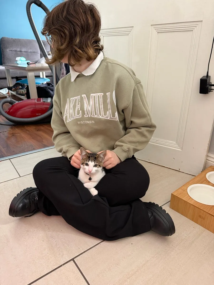 Kittens Neutered Microchipped - Image 4