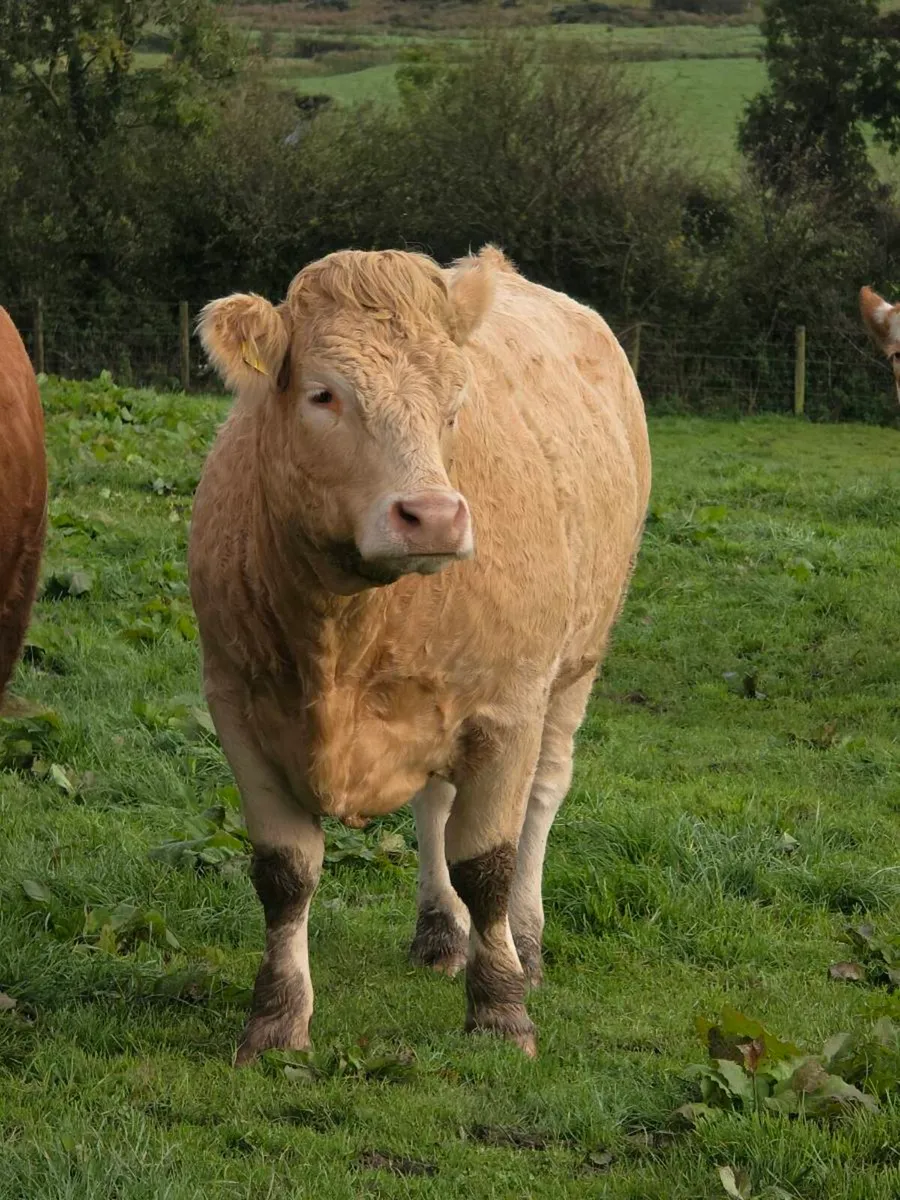 Springing heifers - Image 3