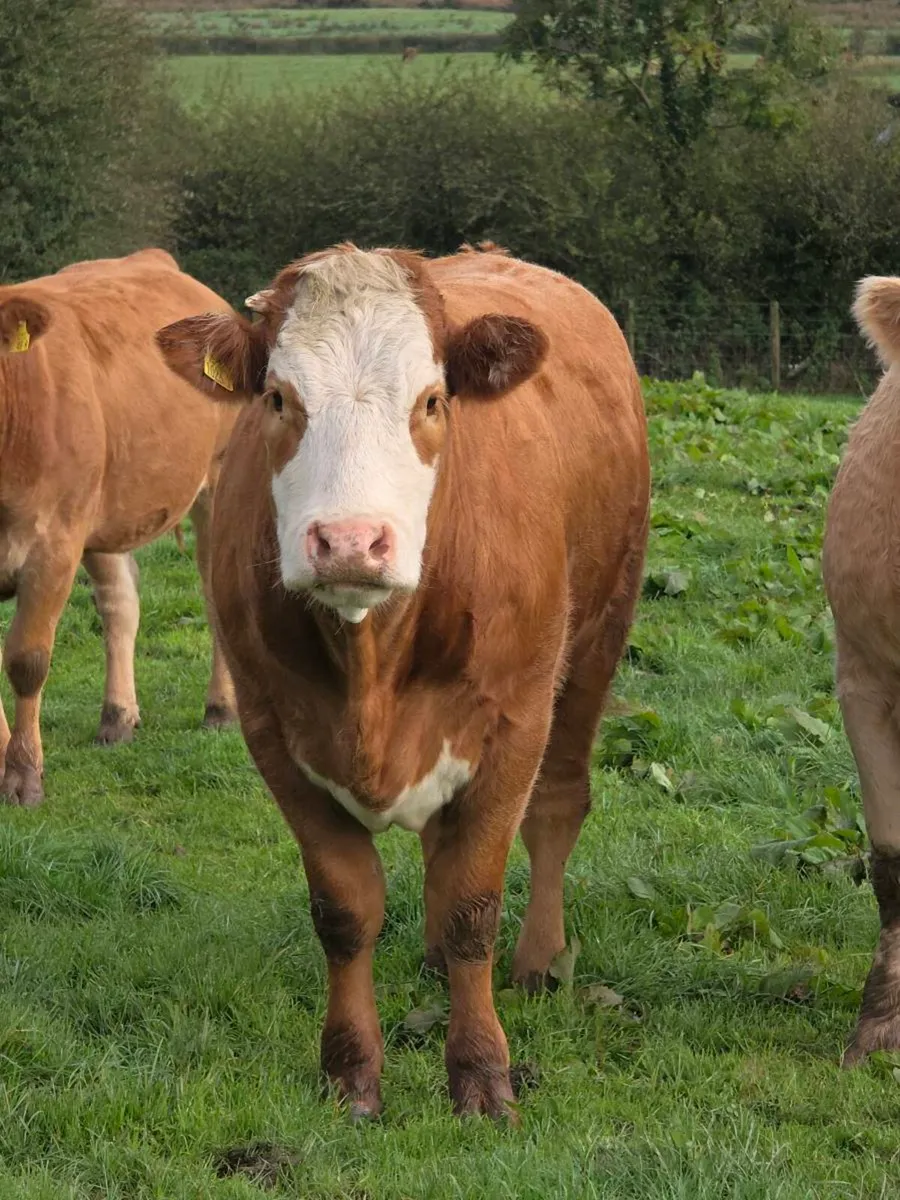 Springing heifers - Image 4