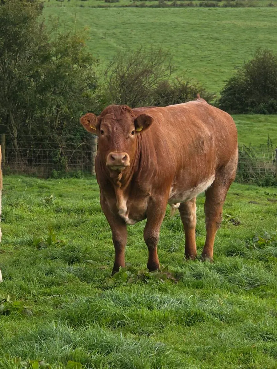 Springing heifers - Image 1