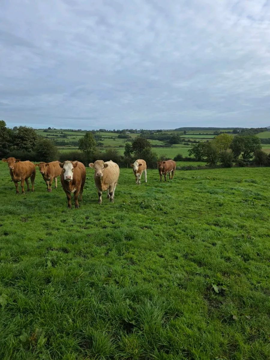 Springing heifers - Image 2