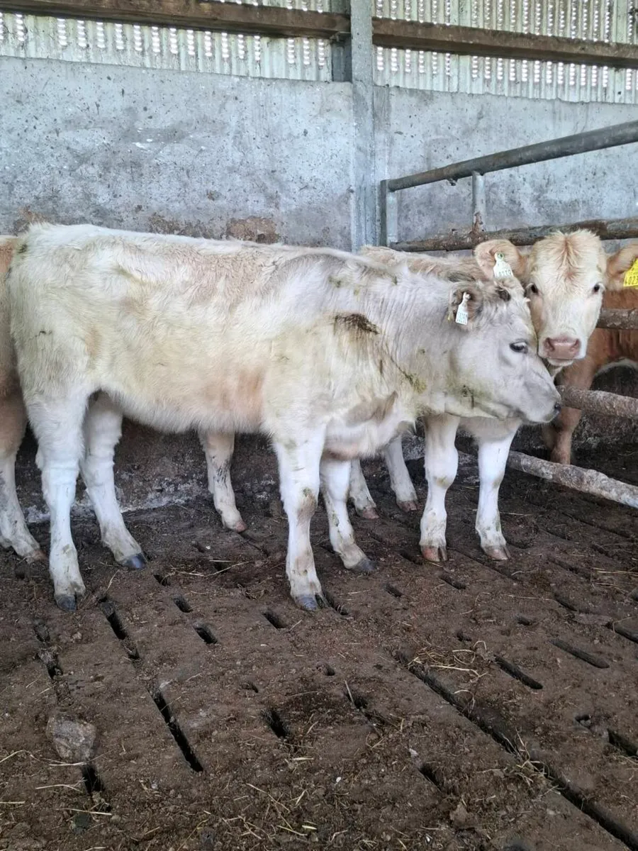 Charolais Weanlings - Image 1