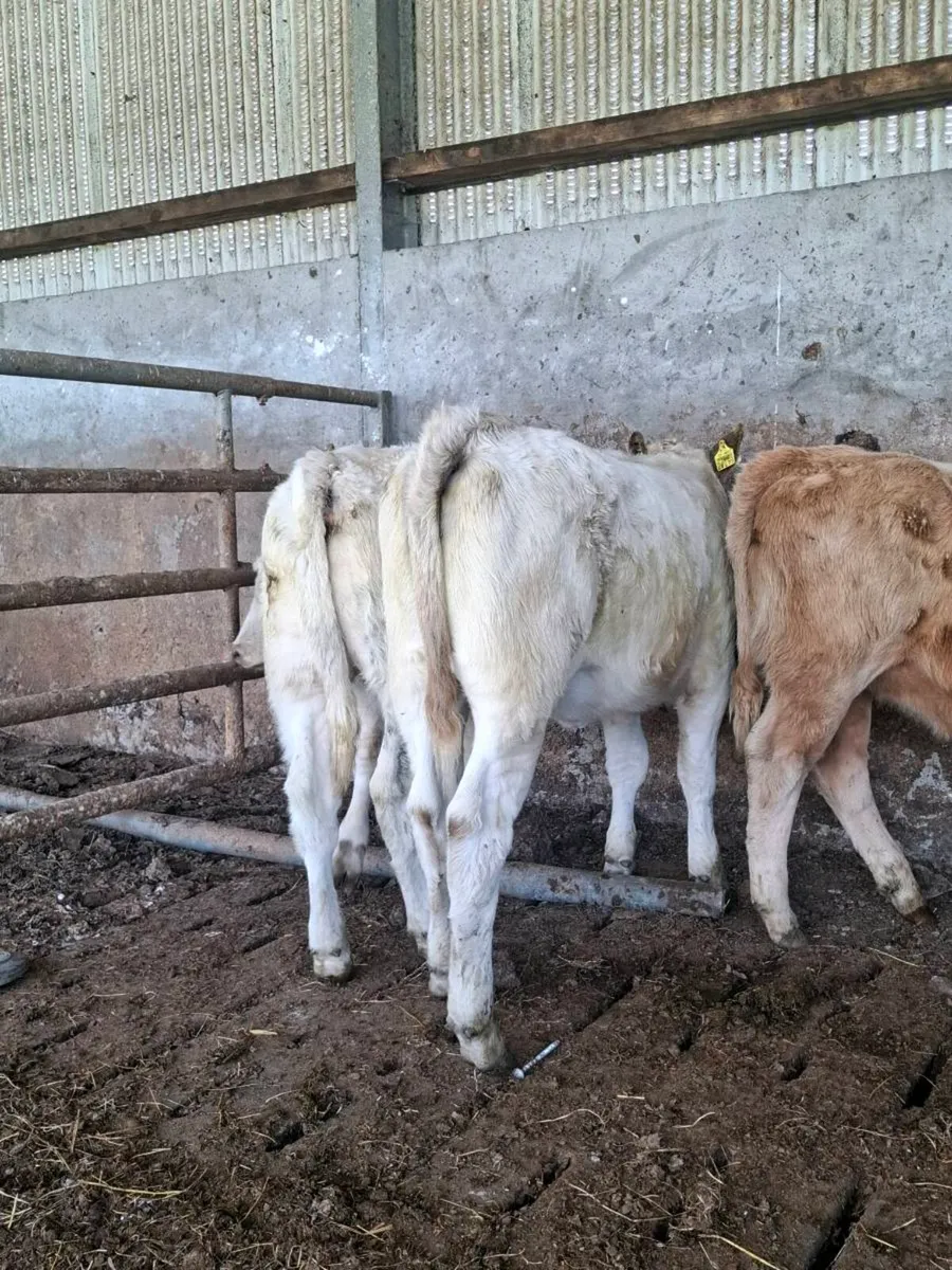 Charolais Weanlings - Image 2
