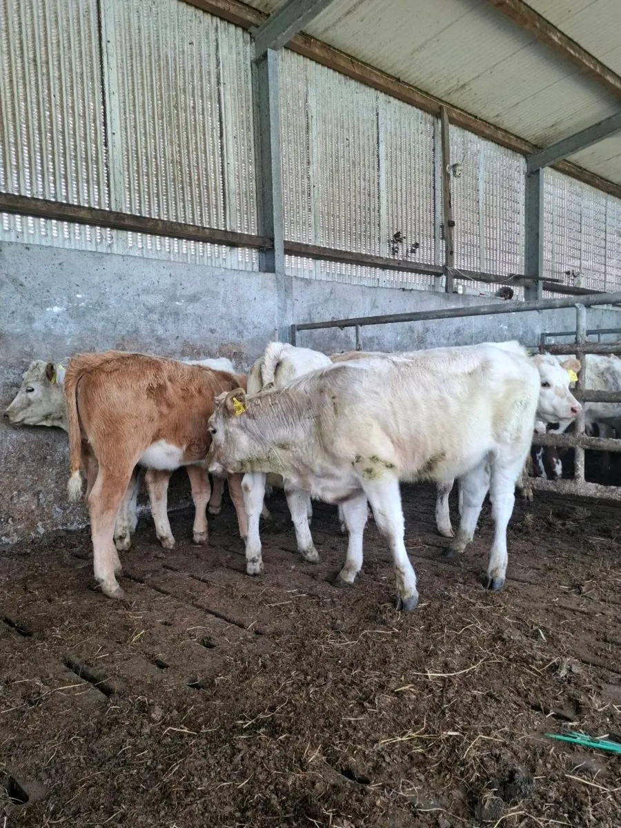 Charolais Weanlings - Image 3