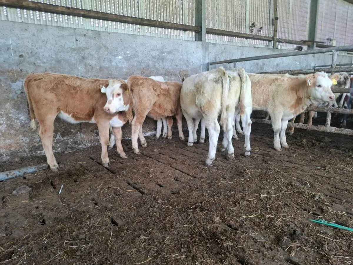Charolais Weanlings - Image 4