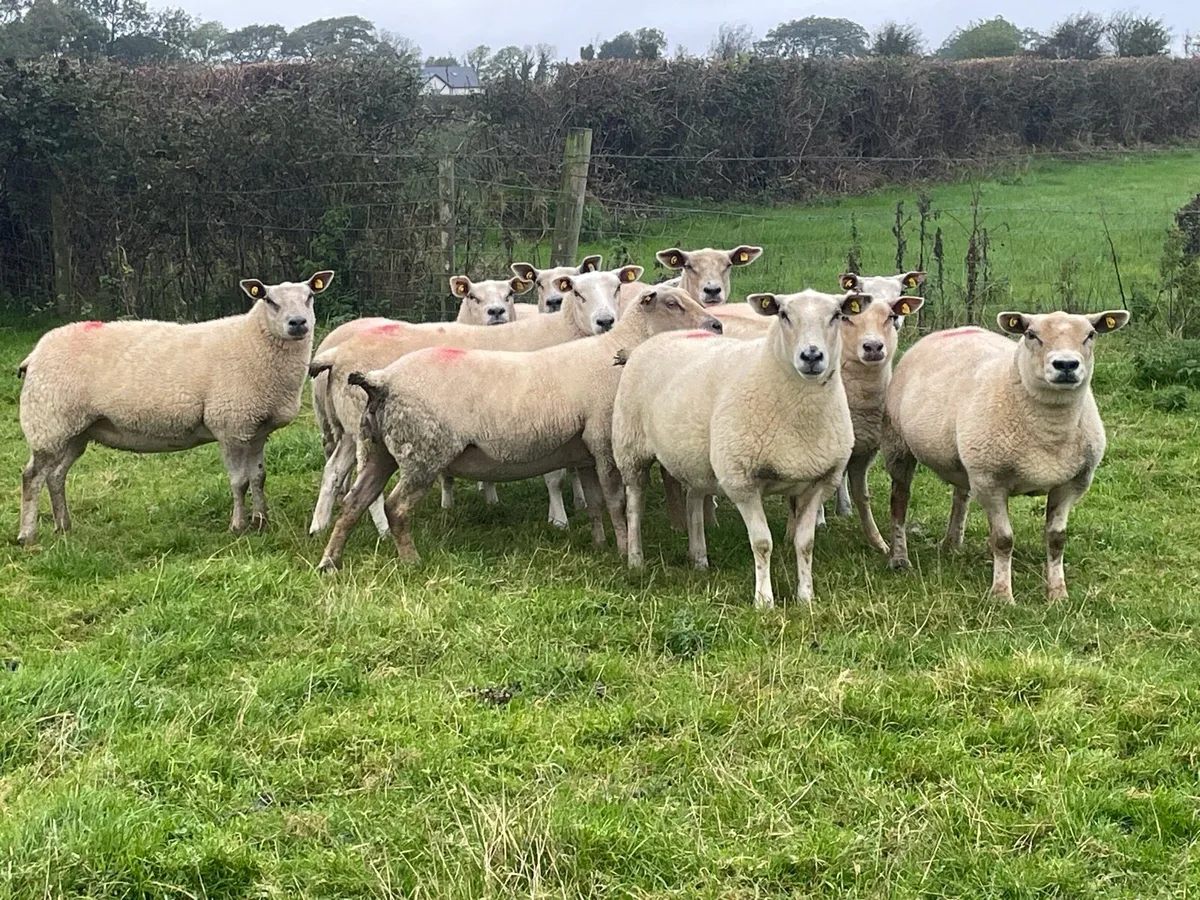 💥TEXEL HOGGETS FOR SALE 💥 - Image 1