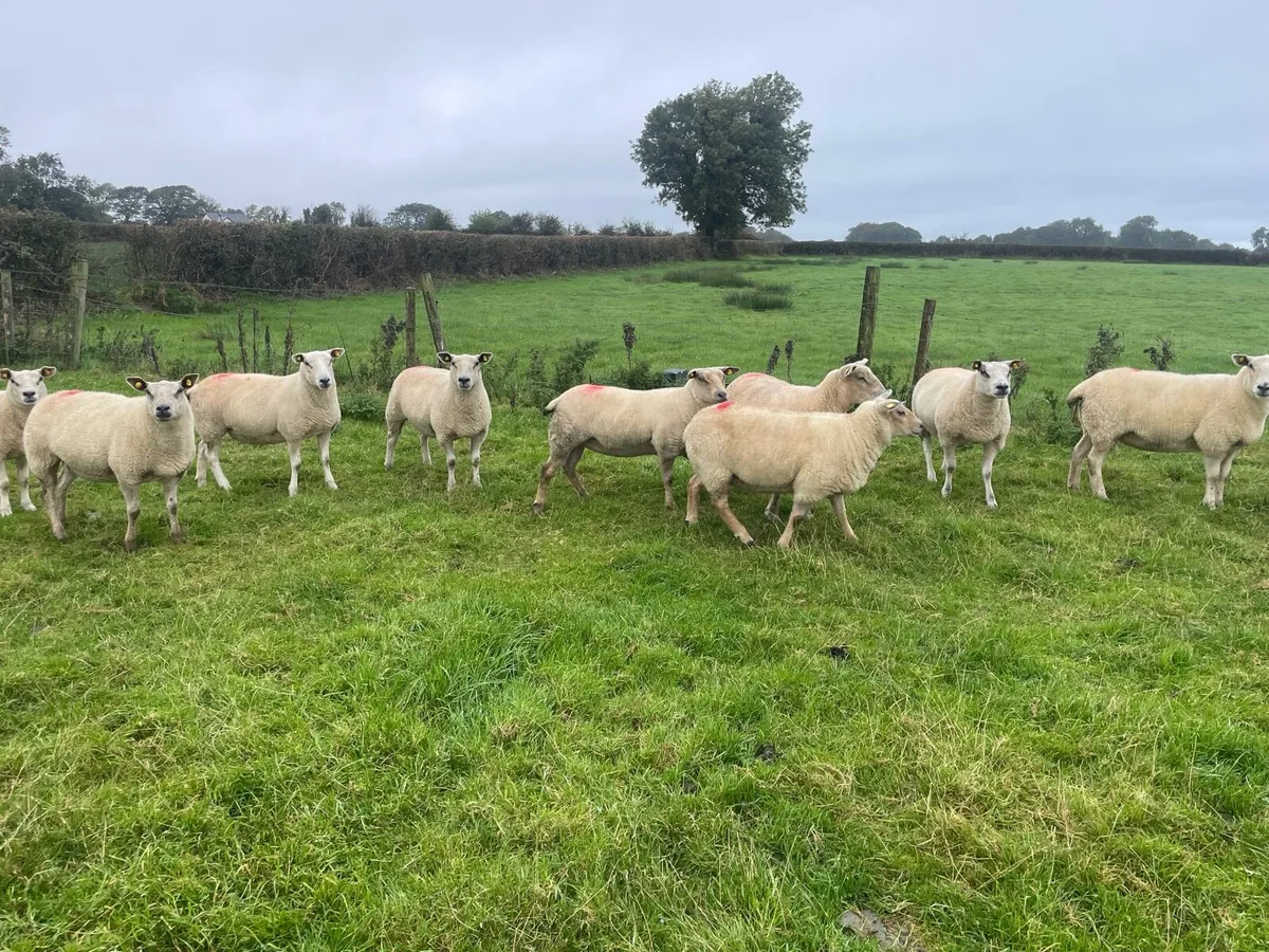 💥TEXEL HOGGETS FOR SALE 💥 - Image 2