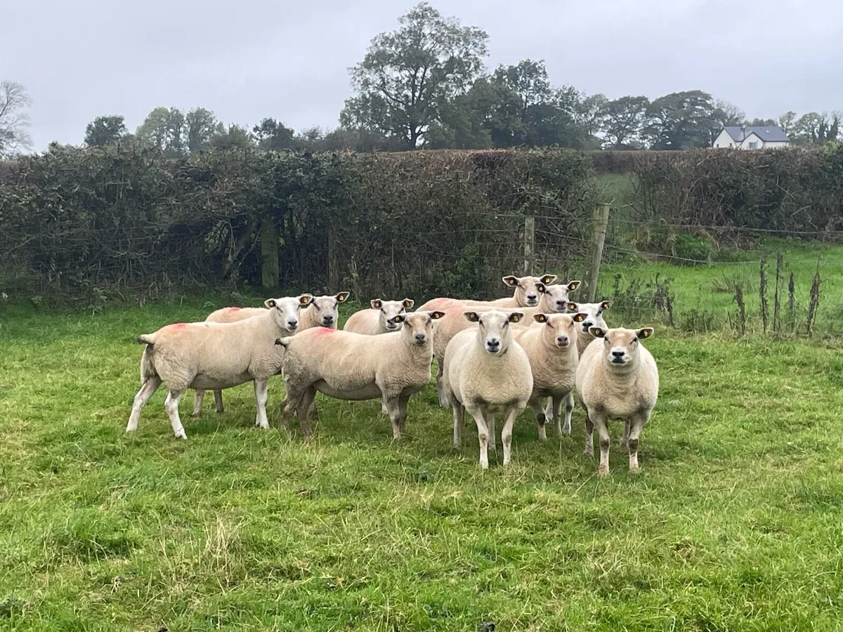 💥TEXEL HOGGETS FOR SALE 💥 - Image 3
