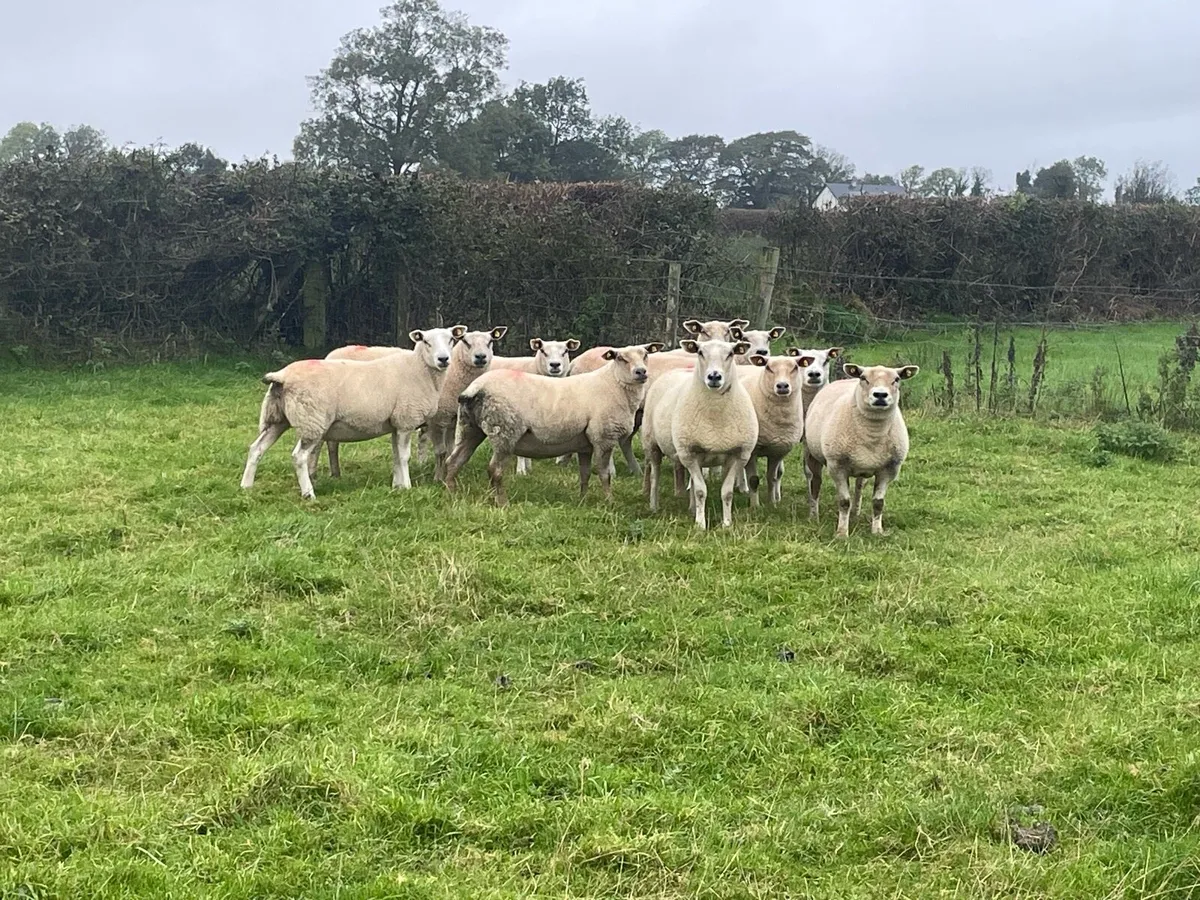 💥TEXEL HOGGETS FOR SALE 💥 - Image 4