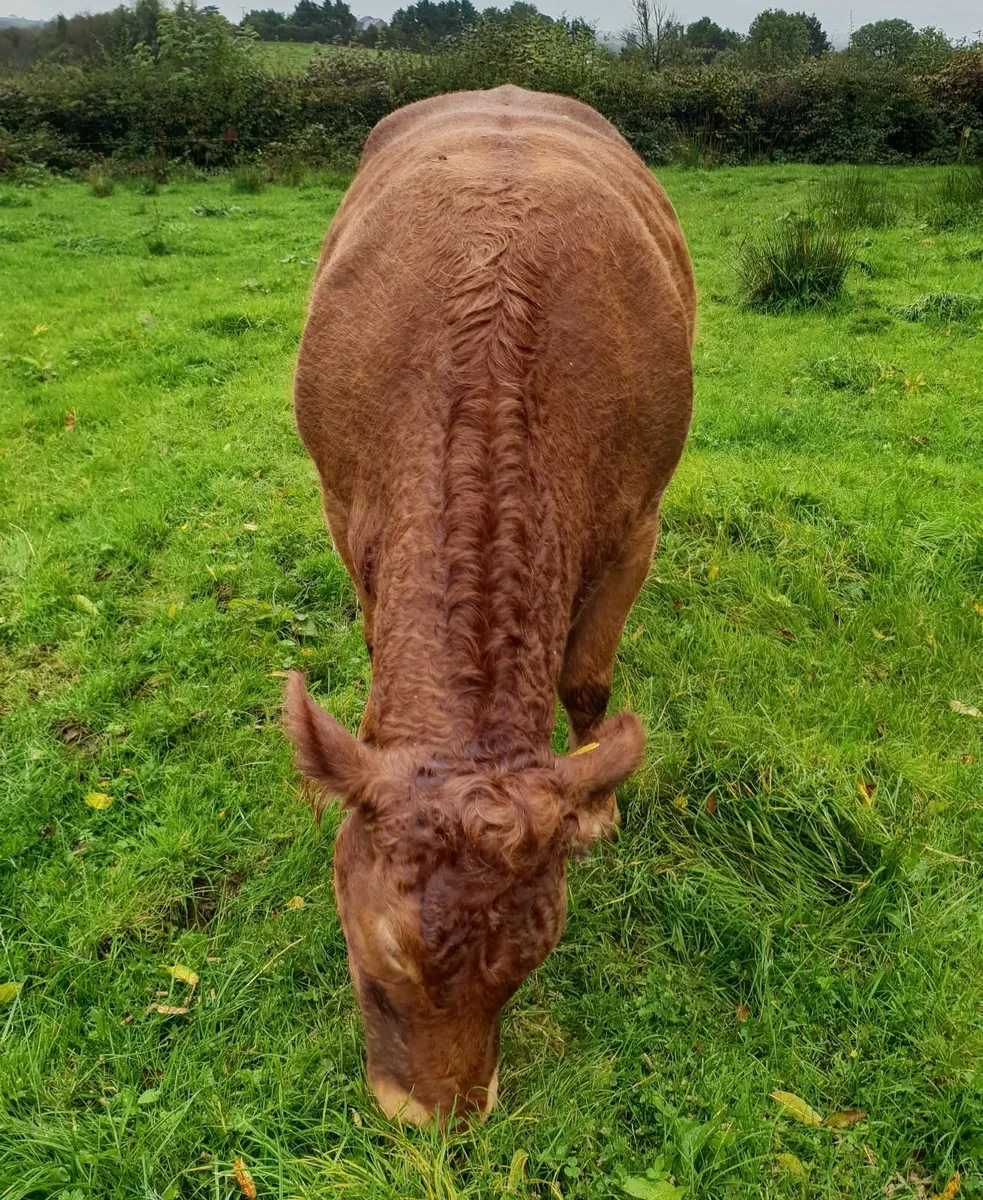 5 star In calf pedigree limousin cow - Image 2