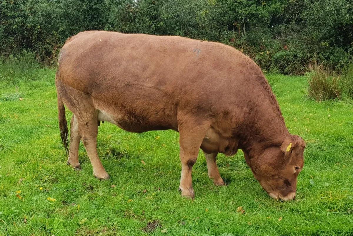 5 star In calf pedigree limousin cow - Image 4