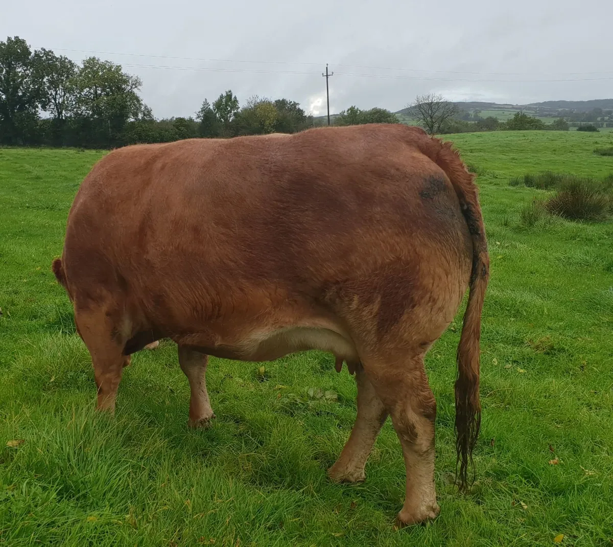 5 star In calf pedigree limousin cow - Image 3