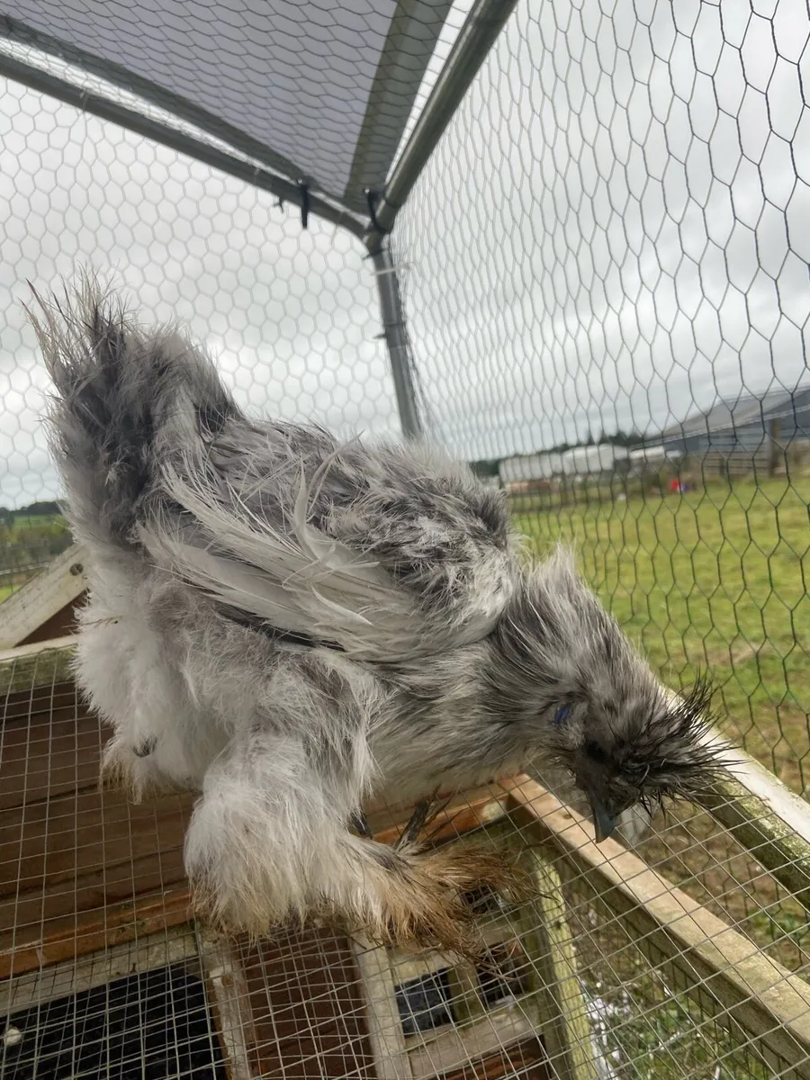Chickens - Image 2
