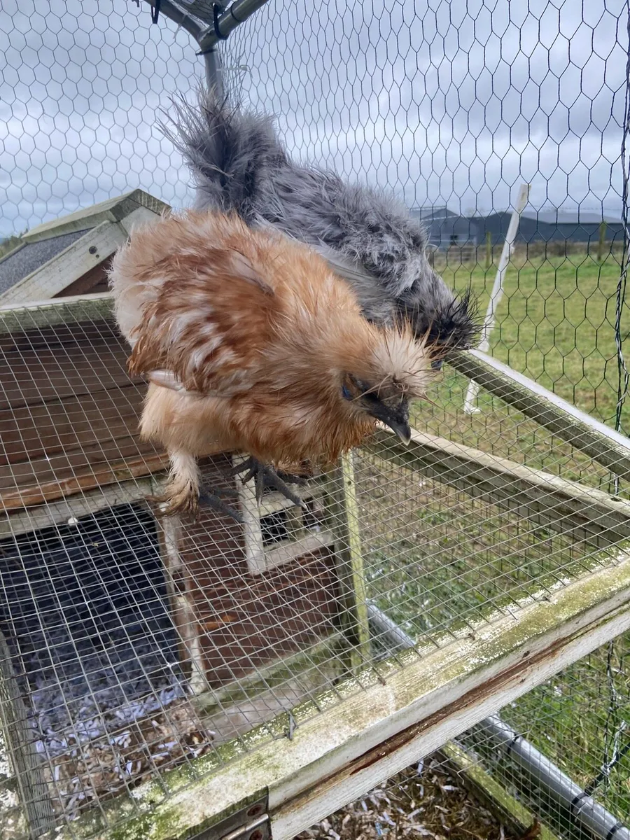 Chickens - Image 1