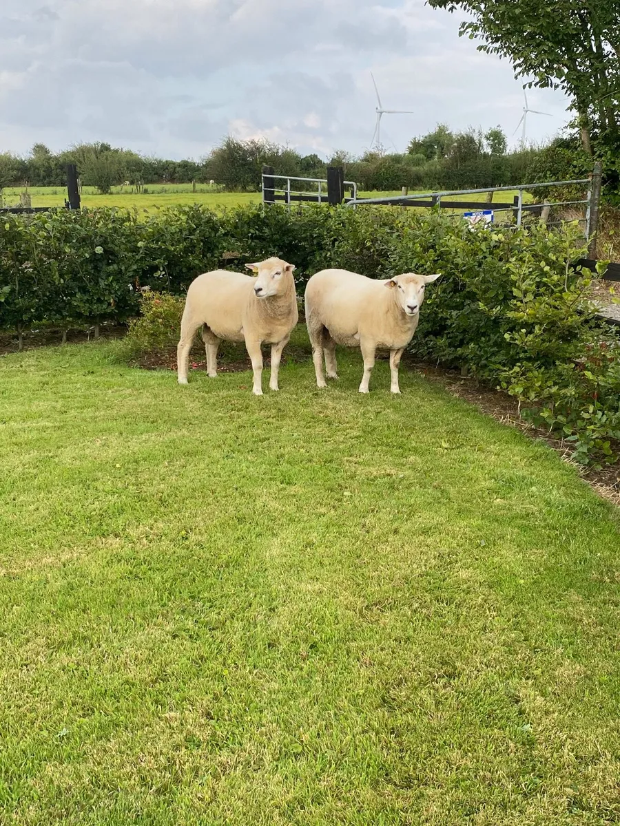 Sheep - Image 4