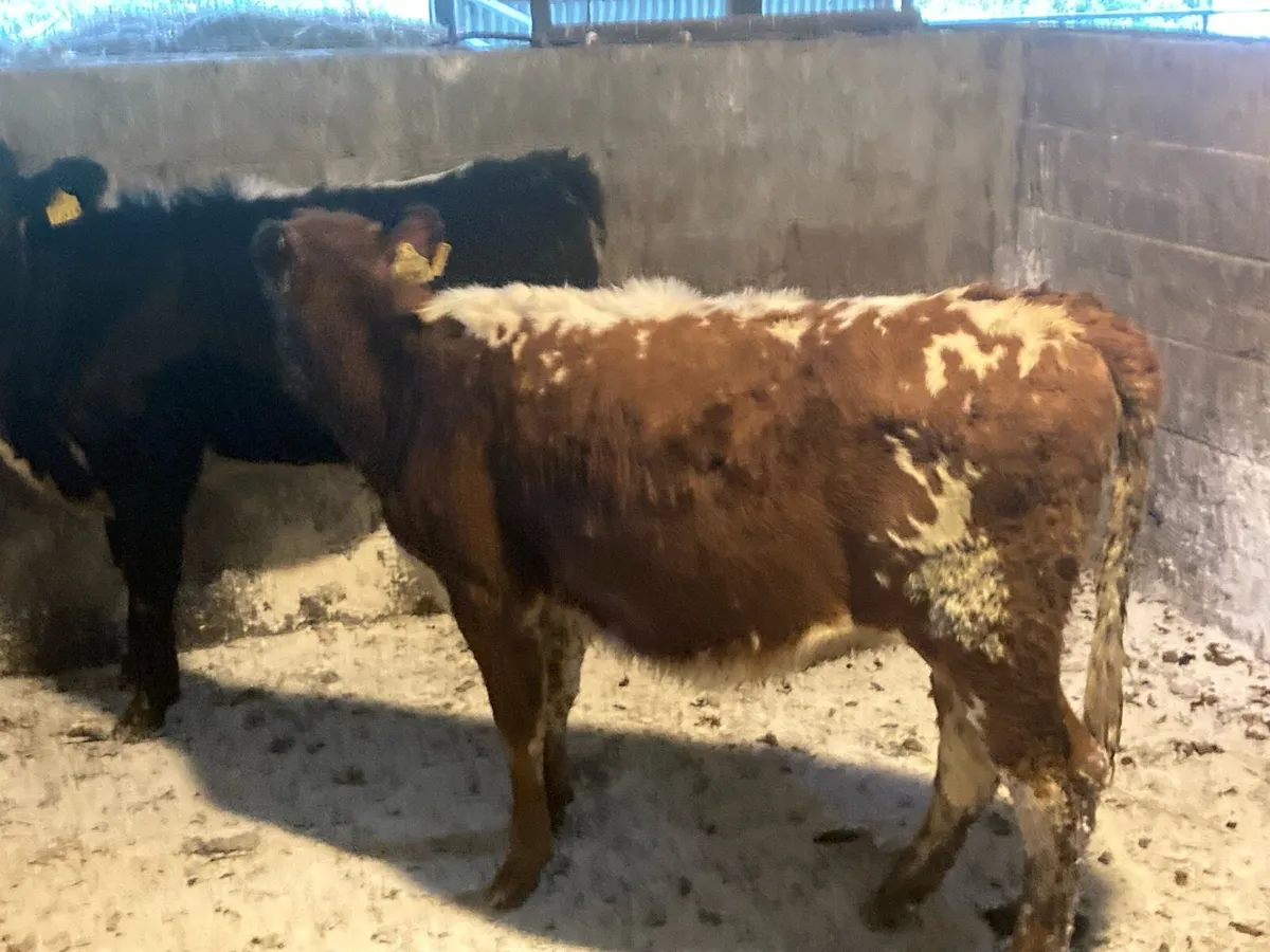 Two Droimeann breeding heifer’s - Image 1