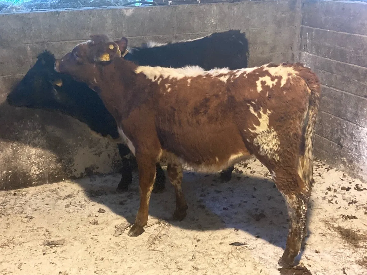 Two Droimeann breeding heifer’s - Image 2