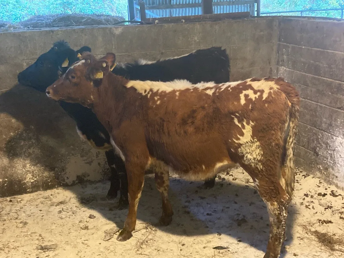 Two Droimeann breeding heifer’s - Image 3