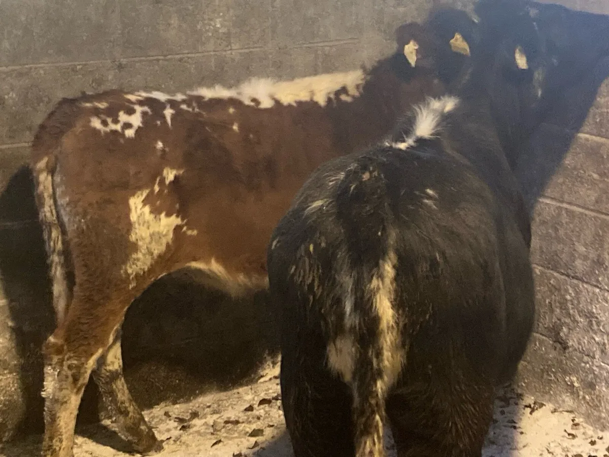 Two Droimeann breeding heifer’s - Image 4