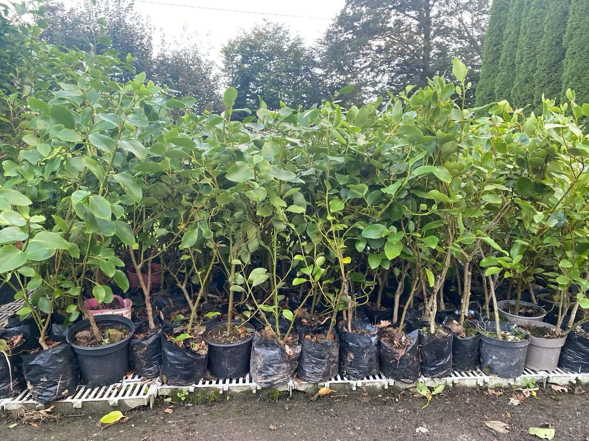Griselinia Hedging Plants in Pots €3 each - Image 1