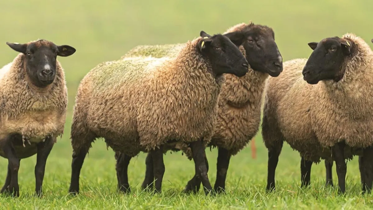 Sheep Winter Grazing Available