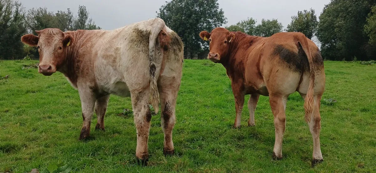 Breeding Heifers - Image 1