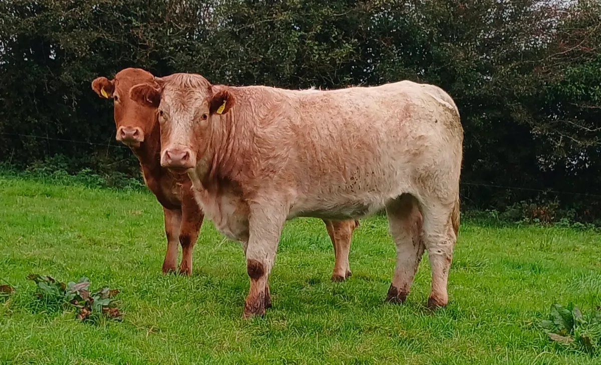 Breeding Heifers - Image 2