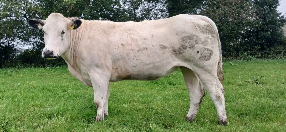 Breeding Heifers - Image 3
