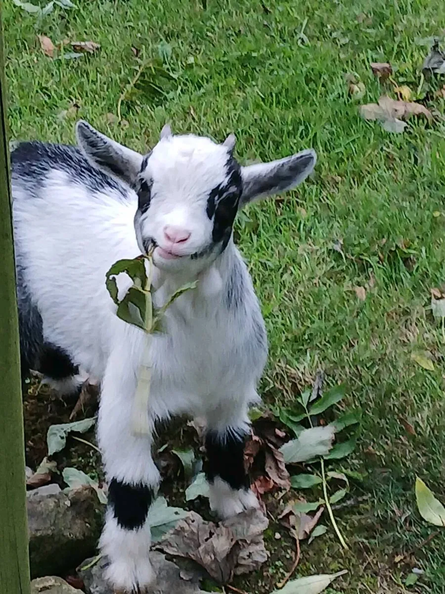 Pygmy goat - Image 1
