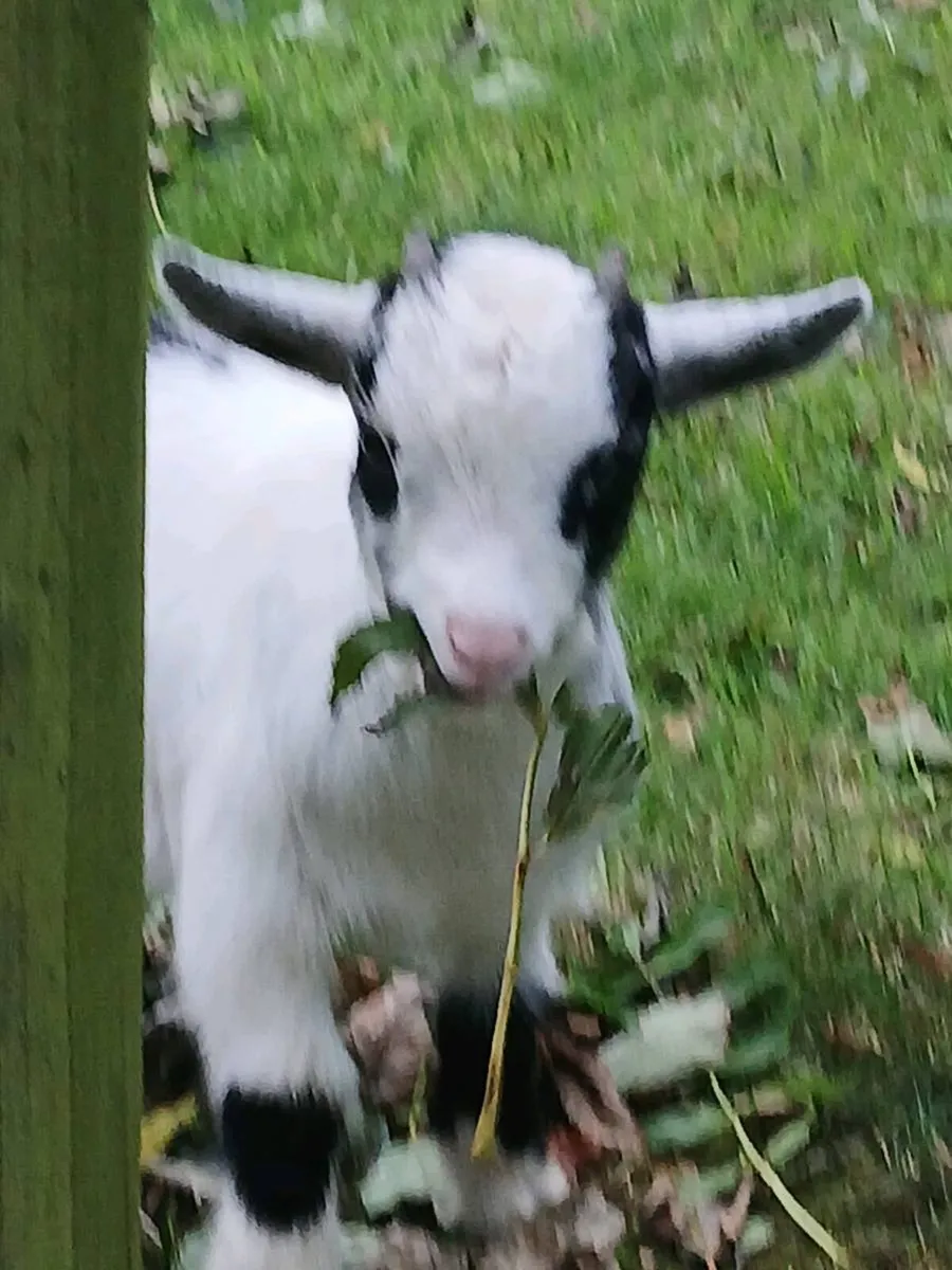 Pygmy goat - Image 2
