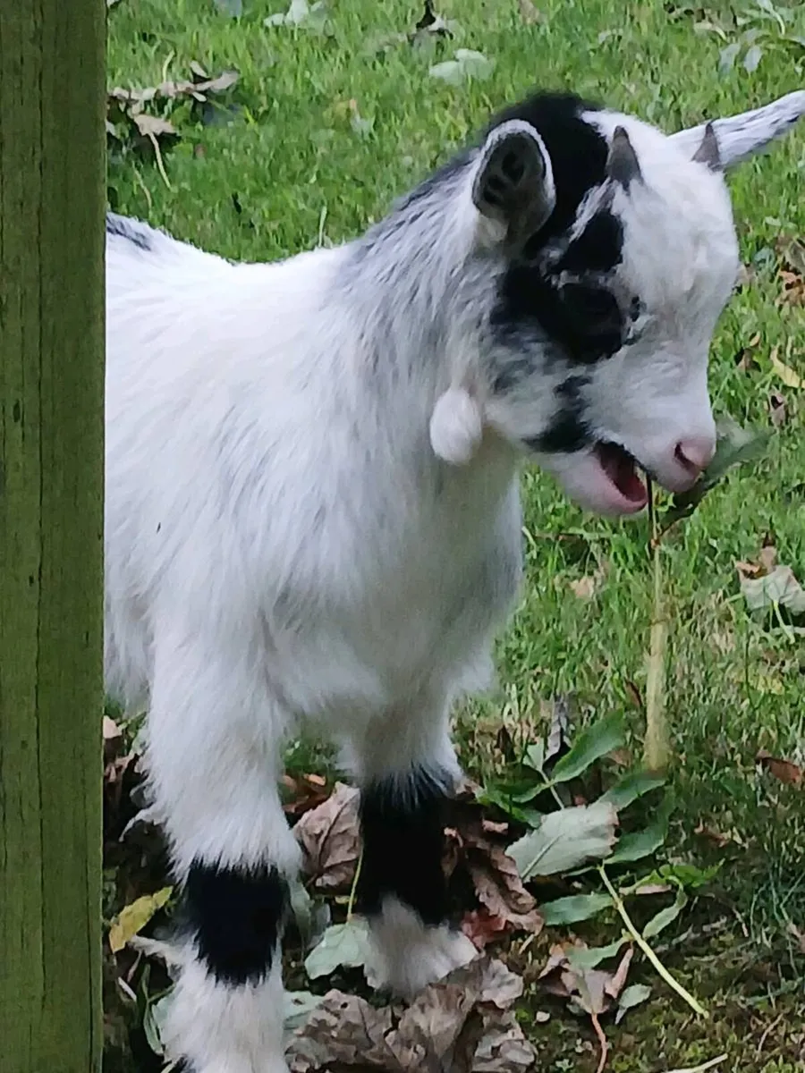 Pygmy goat - Image 3