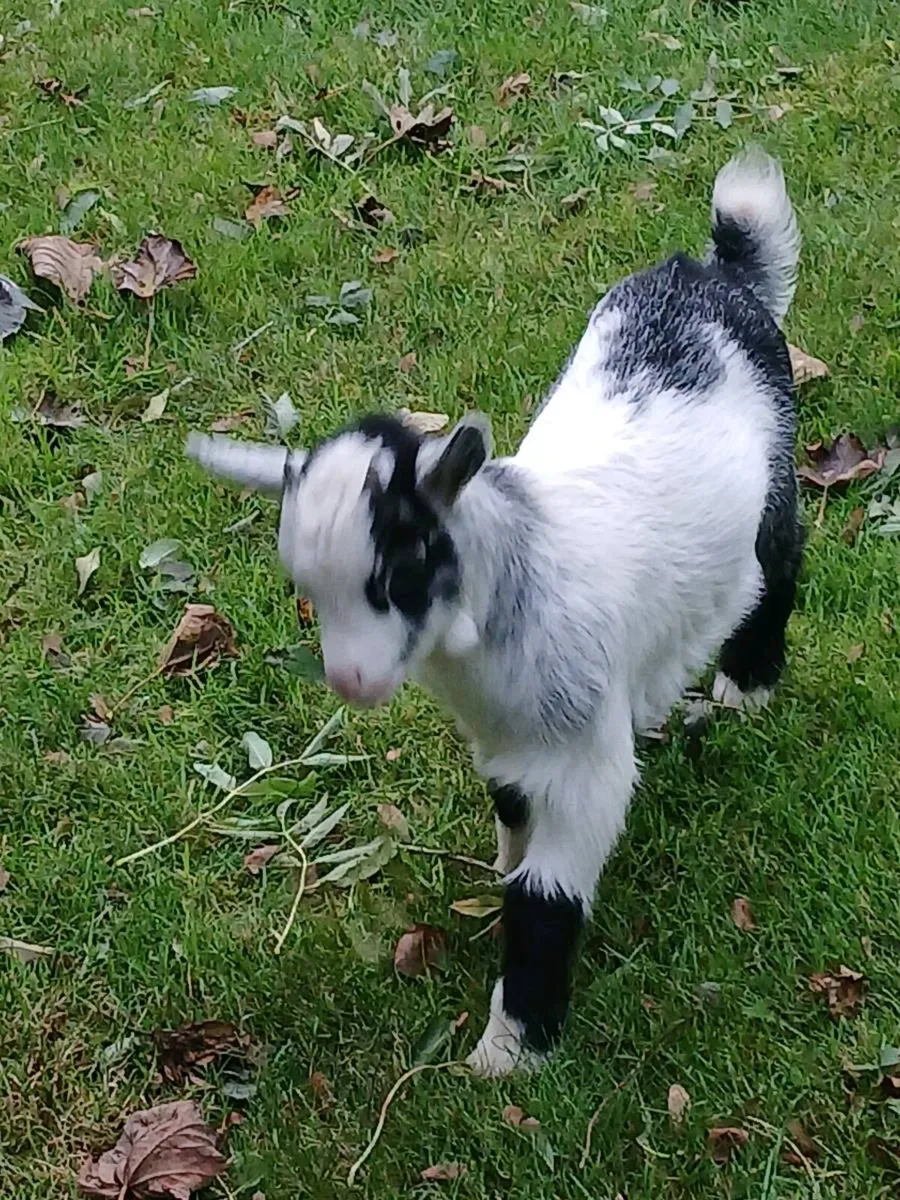 Pygmy goat - Image 4