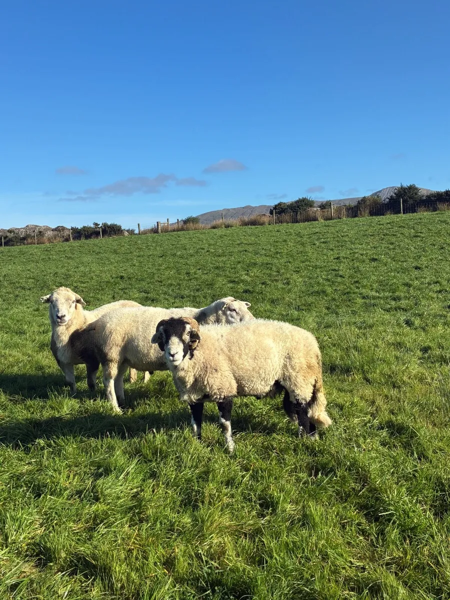 1 texel and 1 swaledale ram - Image 4