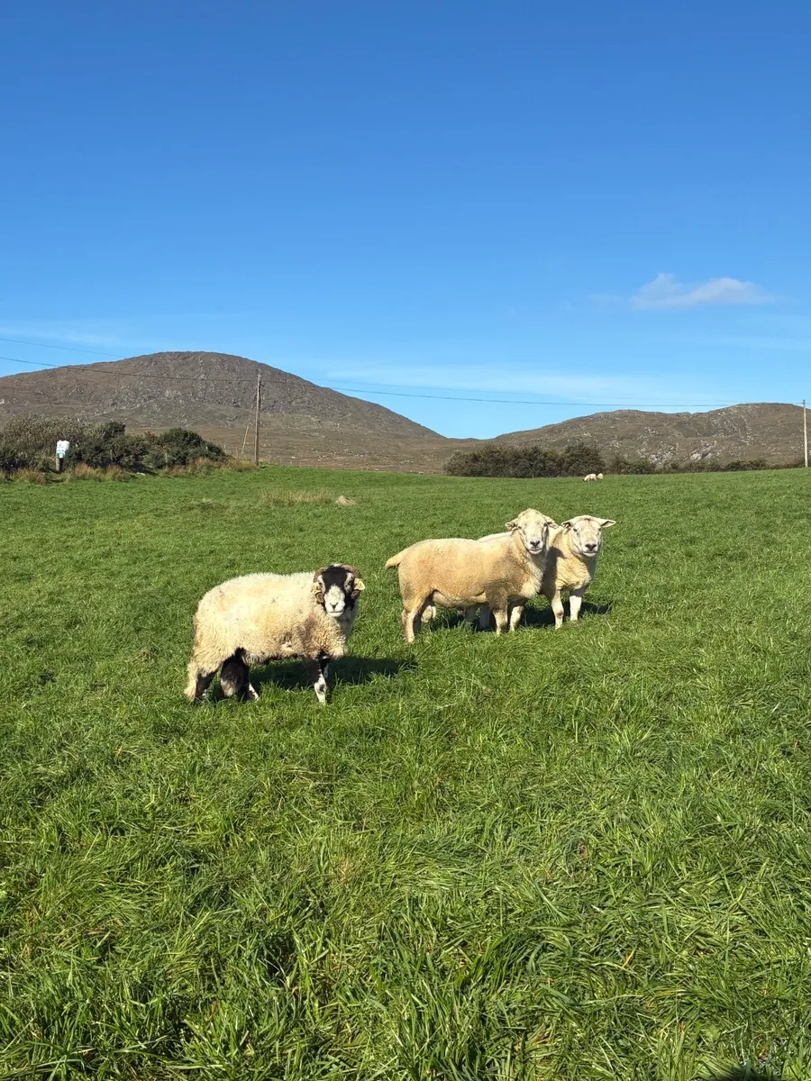 1 texel and 1 swaledale ram - Image 3