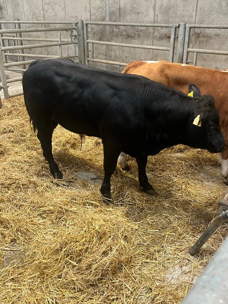 Weanlings for Balla mart - Image 2