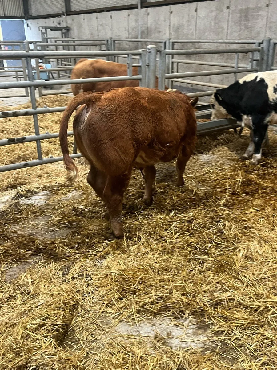 Weanlings for Balla mart - Image 4