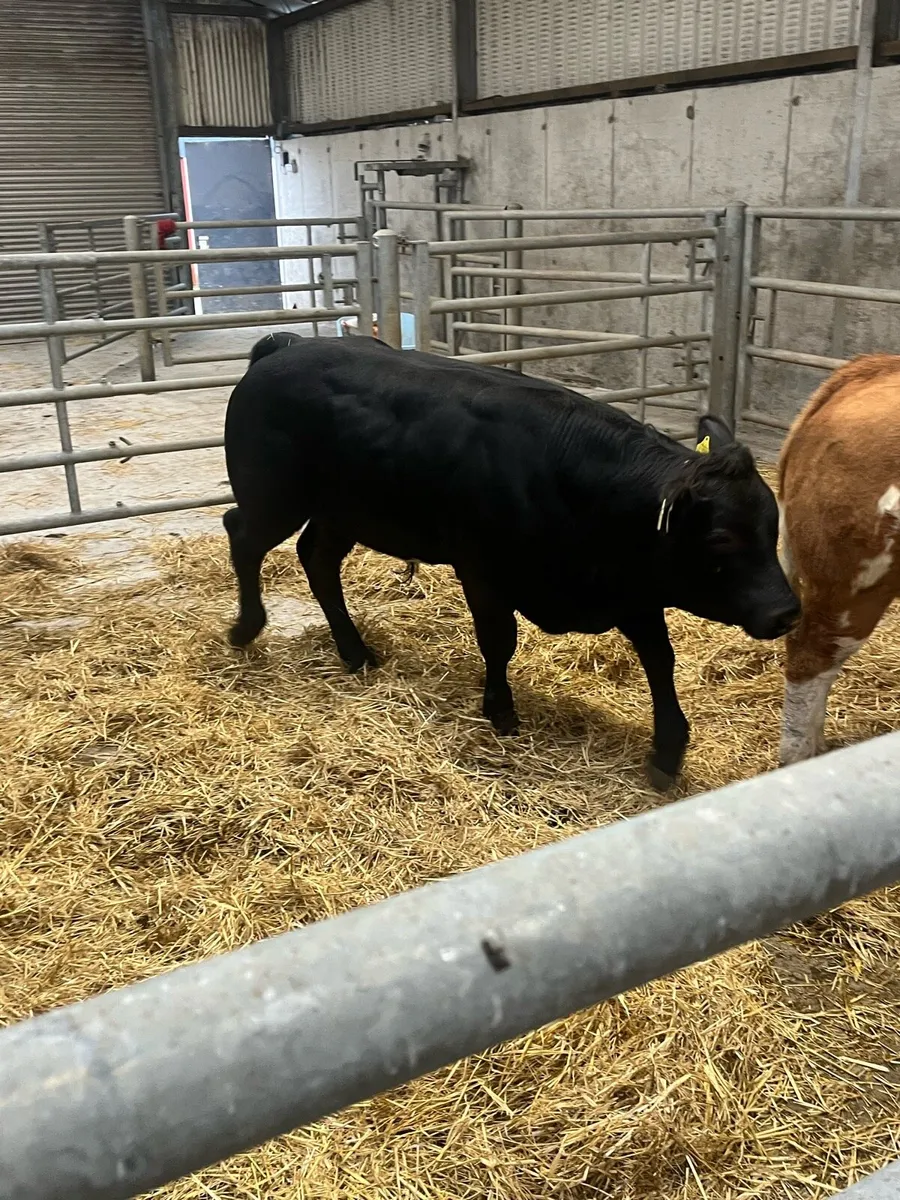 Weanlings for Balla mart - Image 3
