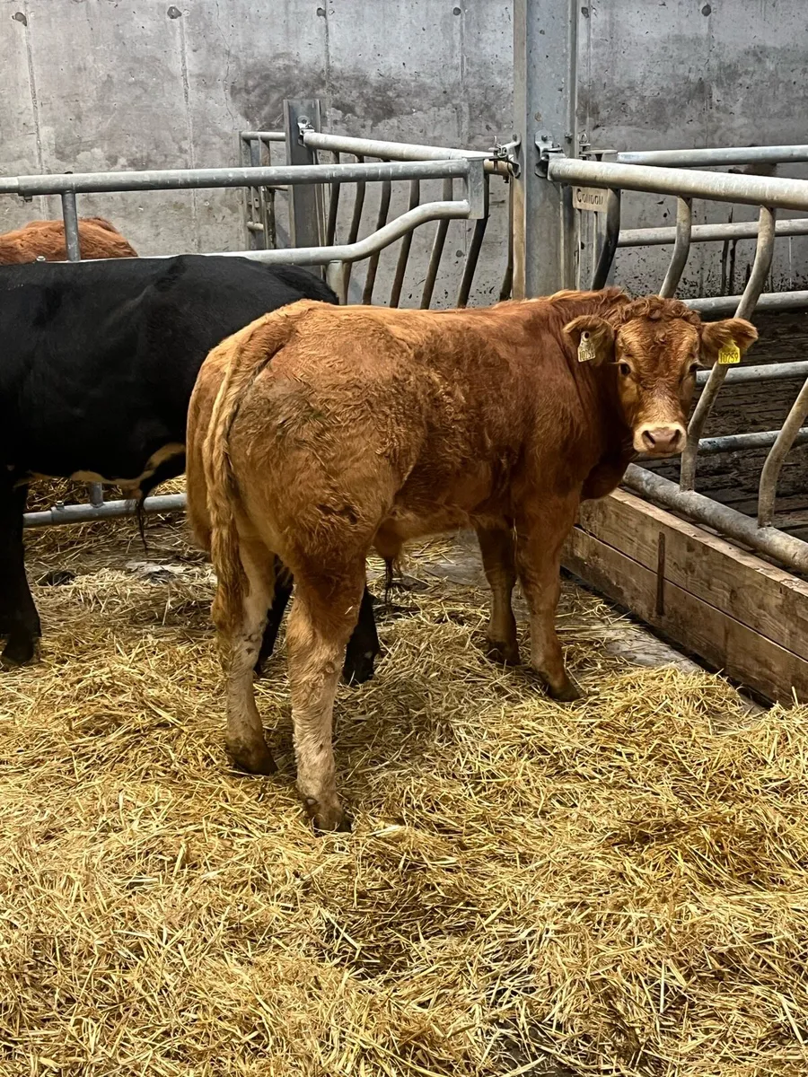 Weanlings for Balla mart - Image 1