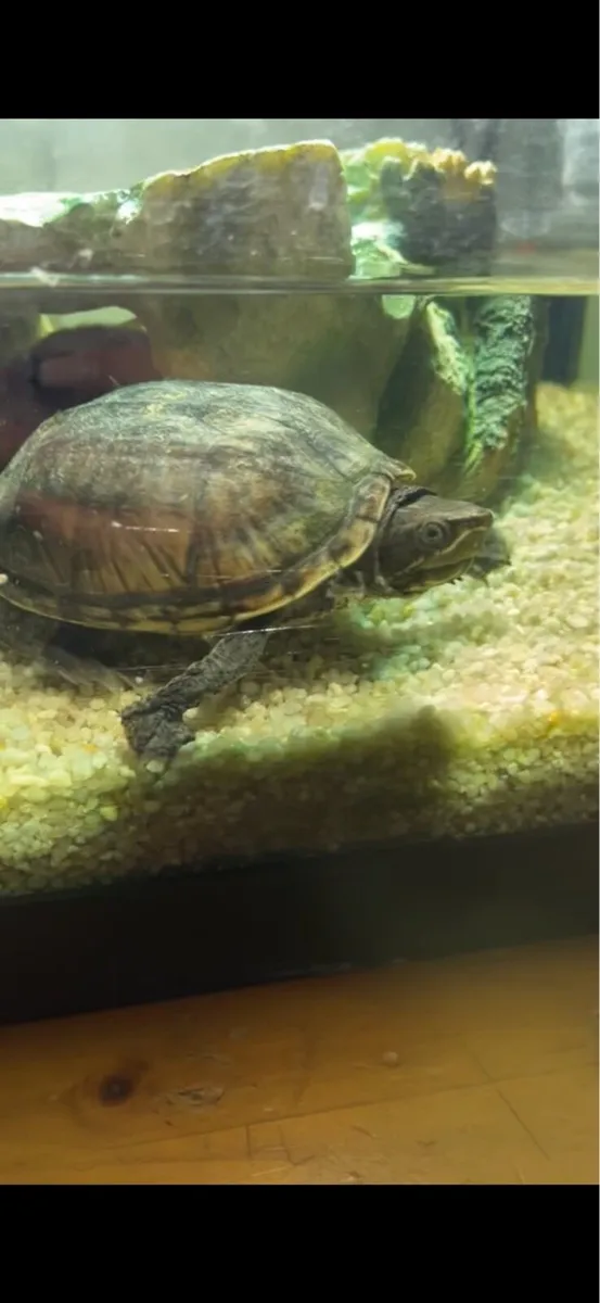 Musk Turtle *free to a good home* - Image 1