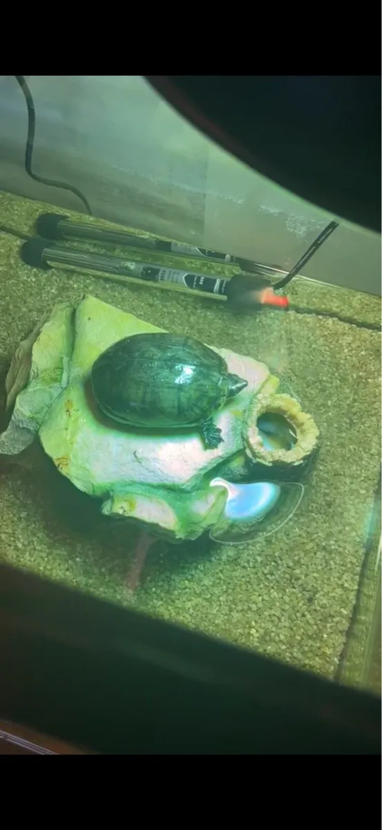 Musk Turtle *free to a good home* - Image 2