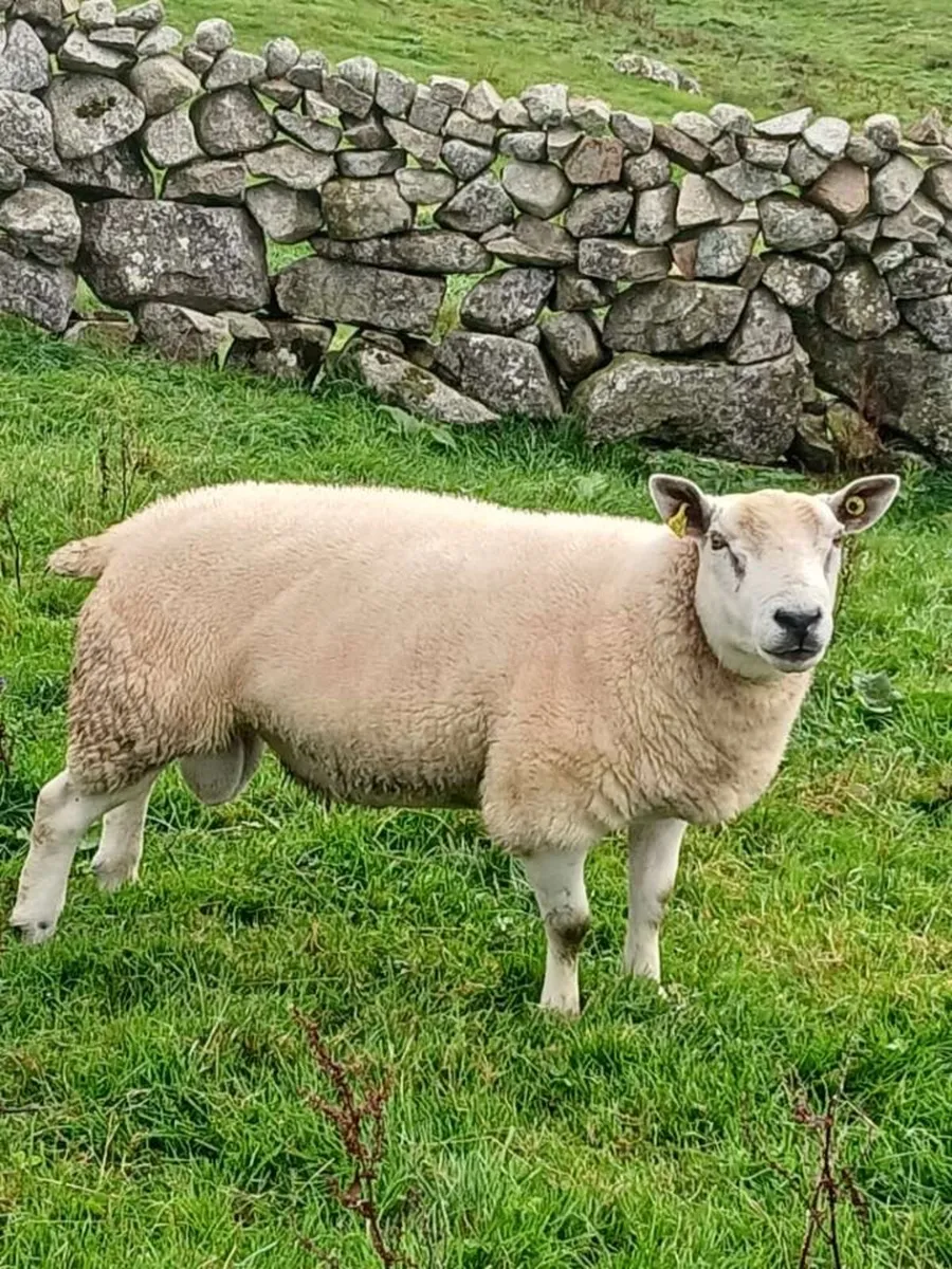 Texel Hogget ram - Image 1