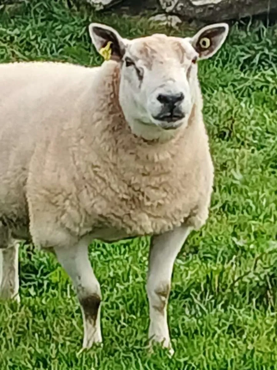 Texel Hogget ram - Image 2