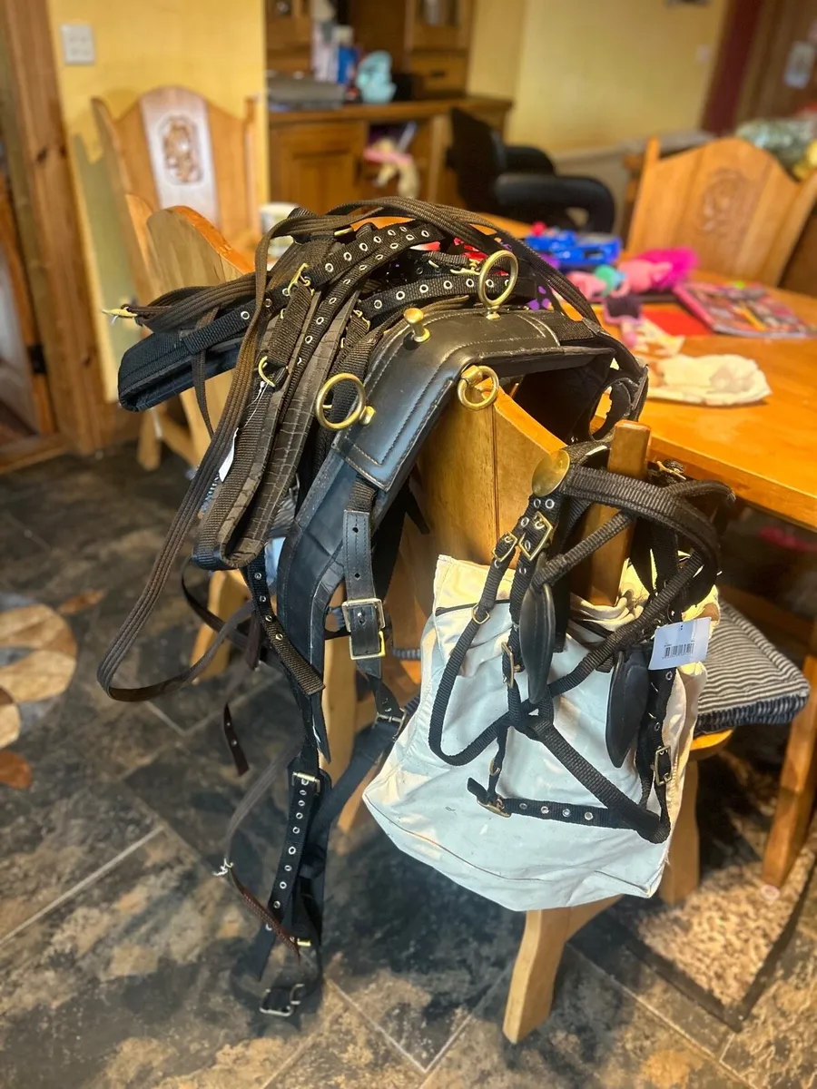 Webbing Shetland harness