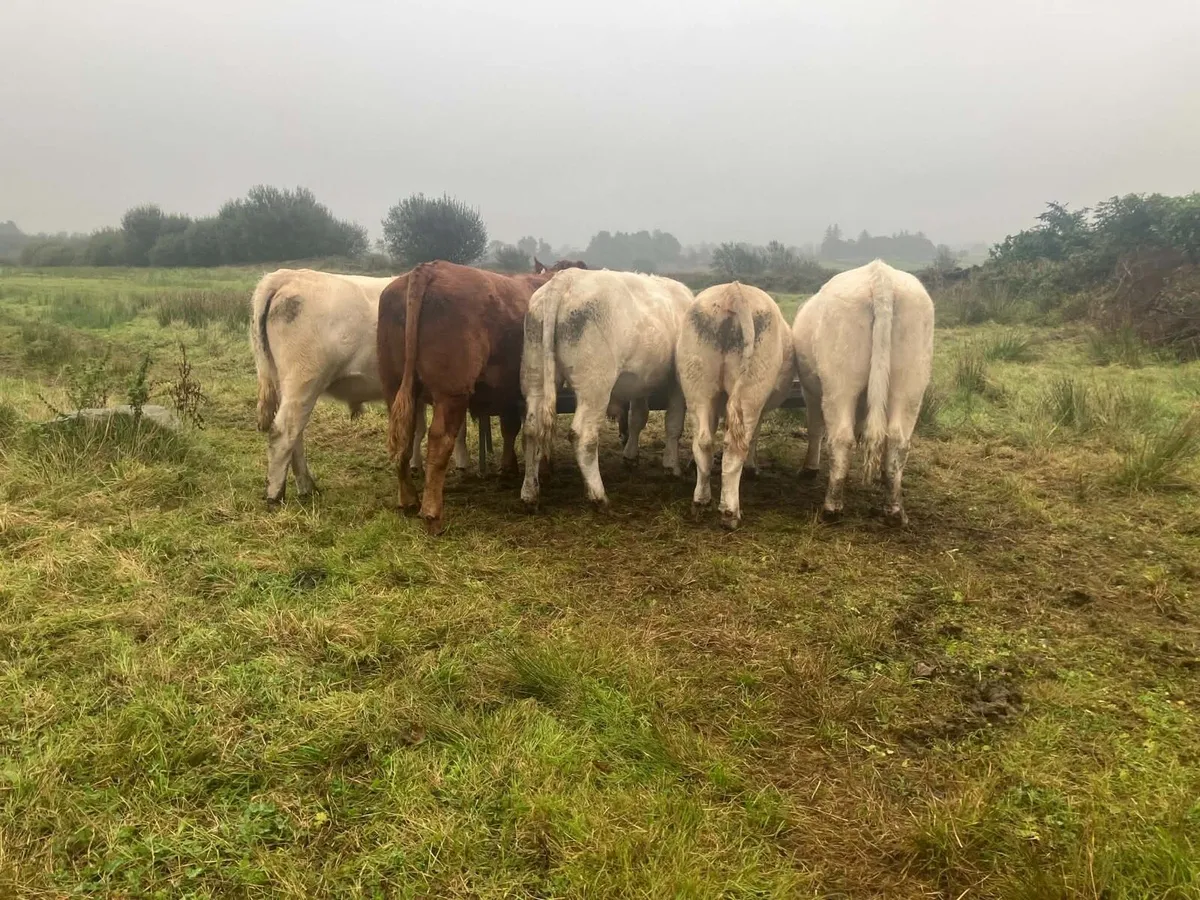 6 Bullocks - Image 1