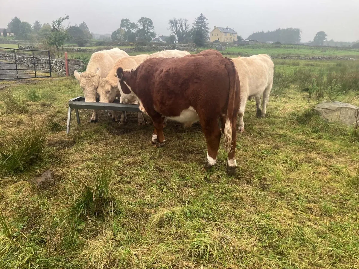 6 Bullocks - Image 2