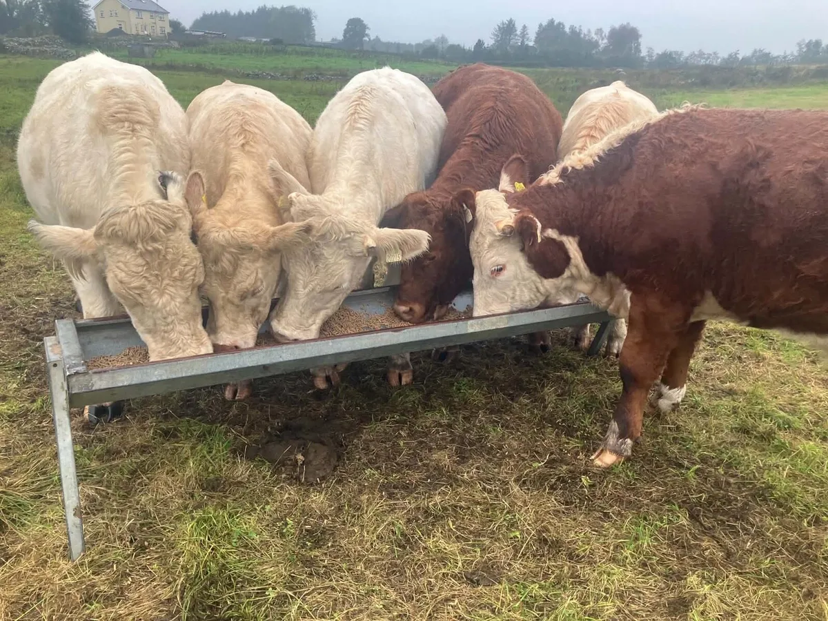 6 Bullocks - Image 3
