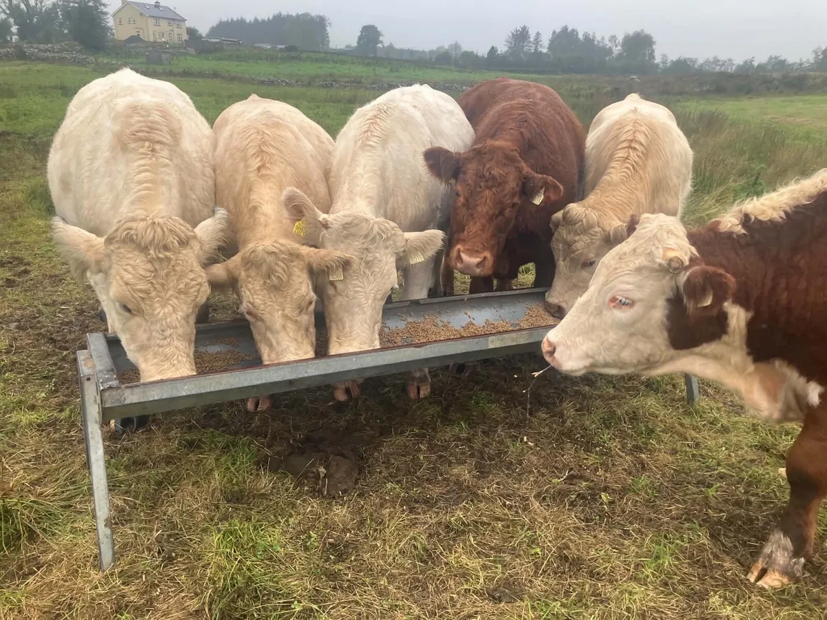 6 Bullocks - Image 4