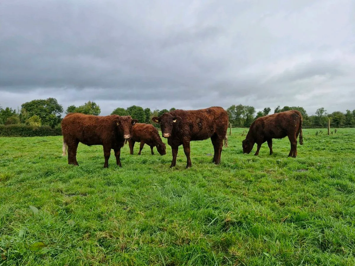 Saler incalf heifers - Image 1