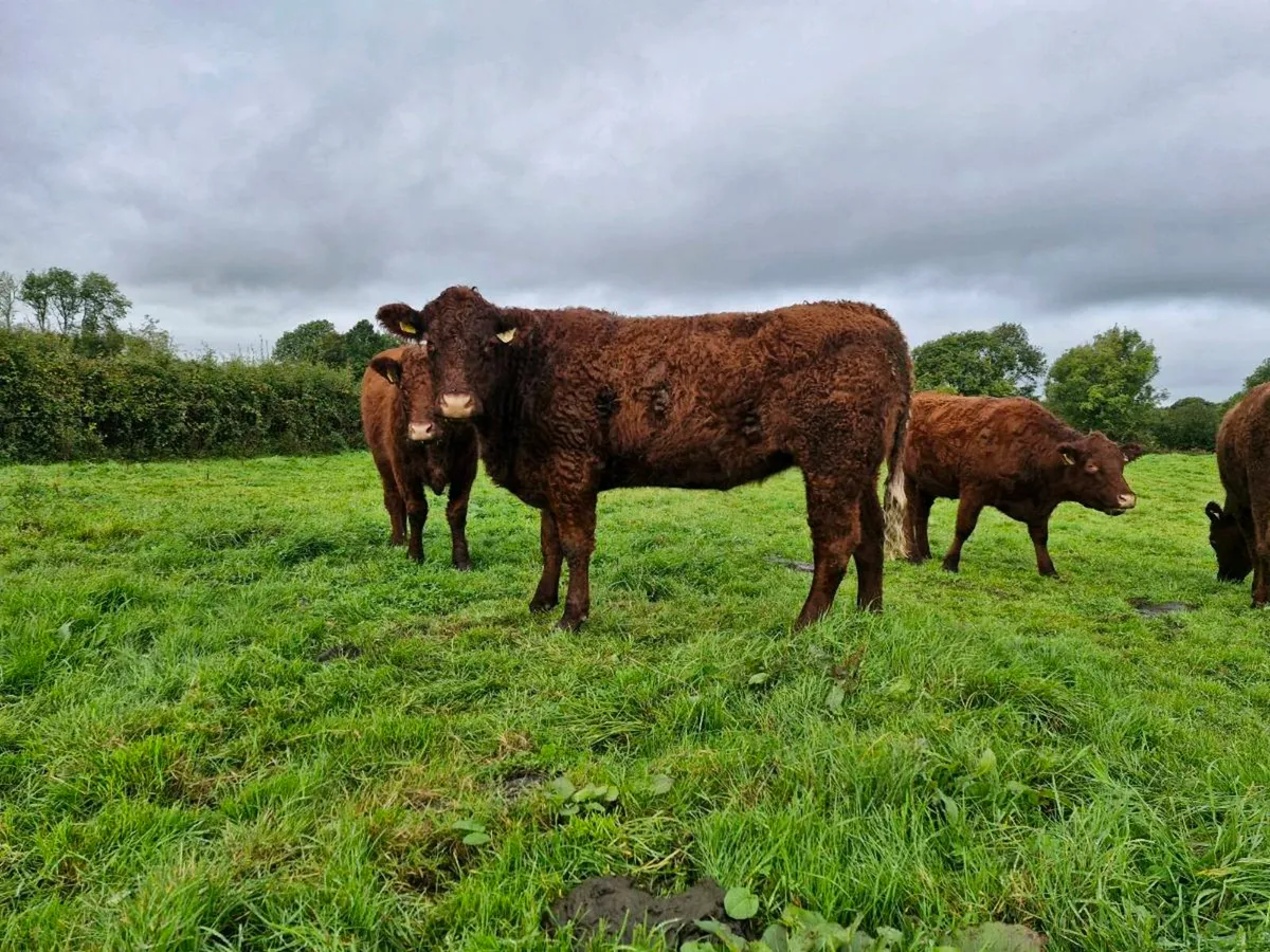 Saler incalf heifers - Image 2