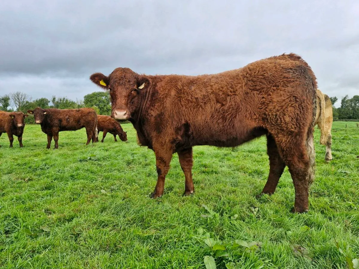 Saler incalf heifers - Image 3